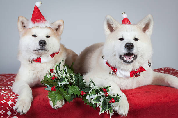 dog akita inu christmas stock photo