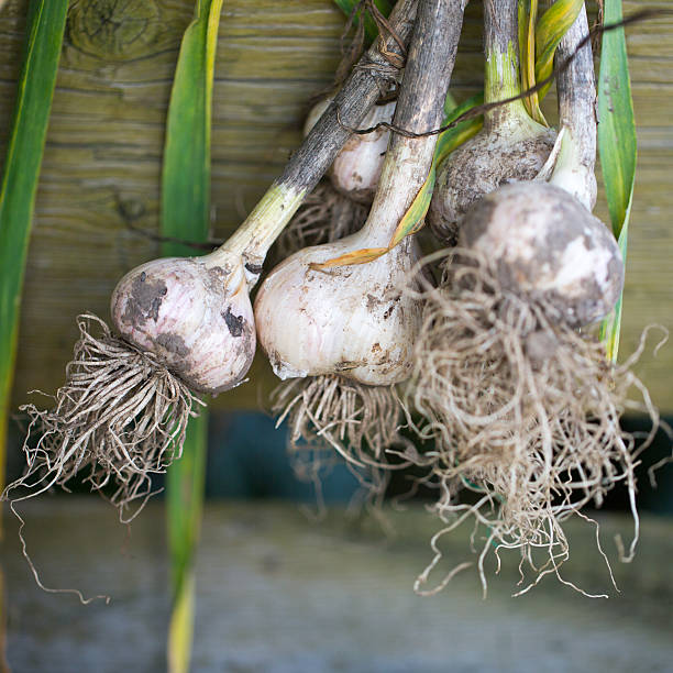 istock Garlic plucked from the garden 467065728