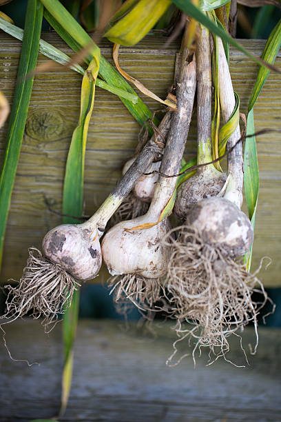 istock Garlic plucked from the garden 467065736