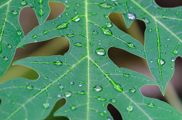 istock Water Drop on Papaya Leaves 467066819