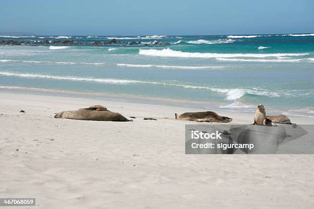 Sea Lion Seal Bay Kangaroo Island Australien Stockfoto und mehr Bilder von Aktivitäten und Sport - Aktivitäten und Sport, Ausgedörrt, Australien