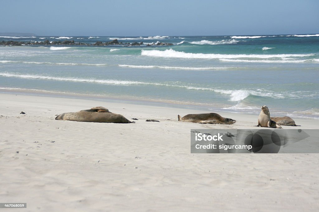 Leone di mare, Seal bay, kangaroo island, australia - Foto stock royalty-free di Abbronzarsi