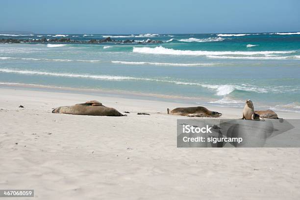 Leone Di Mare Seal Bay Kangaroo Island Australia - Fotografie stock e altre immagini di Abbronzarsi