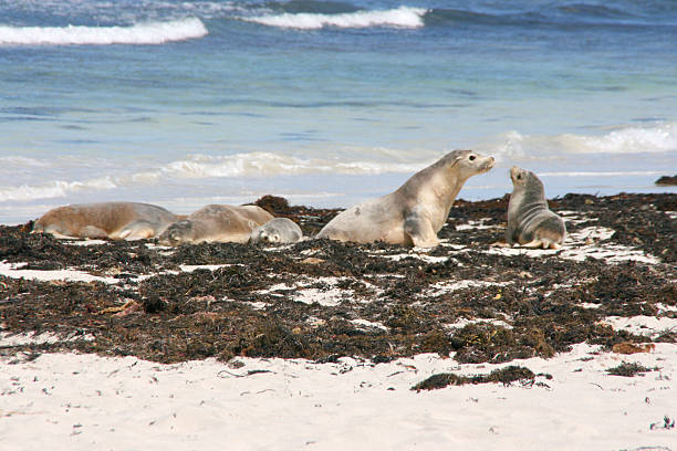 istock Sea-lion, Seal bay, kangaroo island, australia 467068191