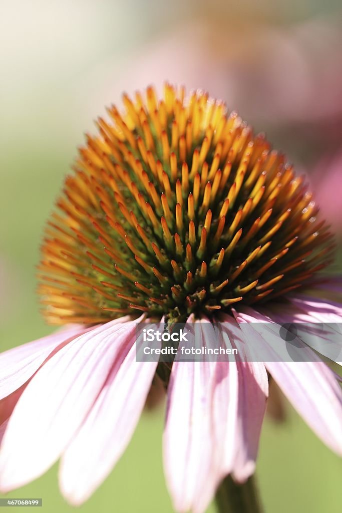 Sonnenhut-Pflanzengattung purpurea Blume - Lizenzfrei Alternative Medizin Stock-Foto
