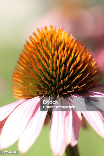 Sonnenhutpflanzengattung Purpurea Blume Stockfoto und mehr Bilder von Alternative Medizin - Alternative Medizin, Blume, Blüte