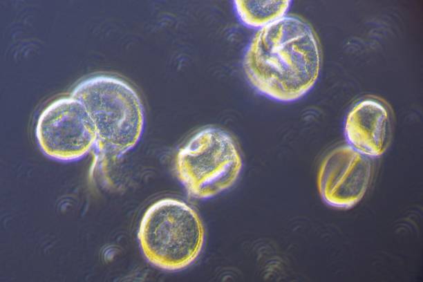istock Phase Contrast Image of Gray Alder Pollen in 1000times magnification 467068590