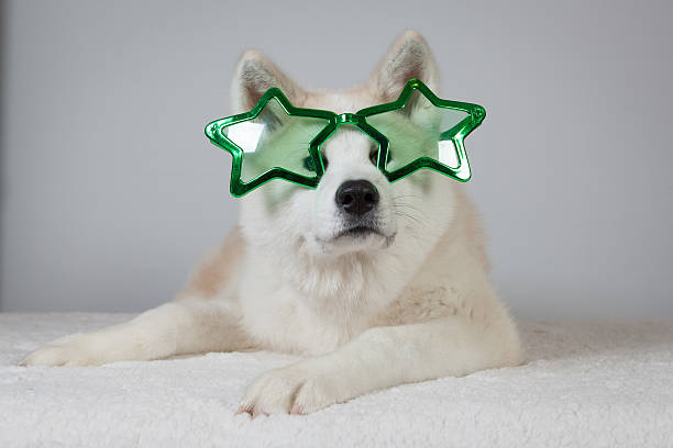 dog akita inu party glasses stock photo