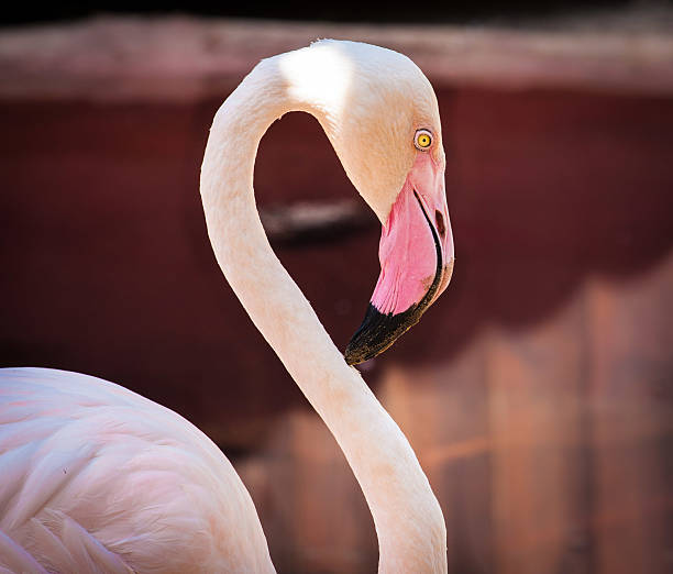 istock Closeup of Pink Flamingo 467068721