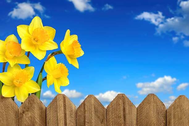 jonquilles, clôture et ciel bleu - spring daffodil flower sky photos et images de collection