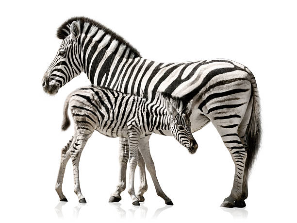 istock Zebra mother and baby 467068994