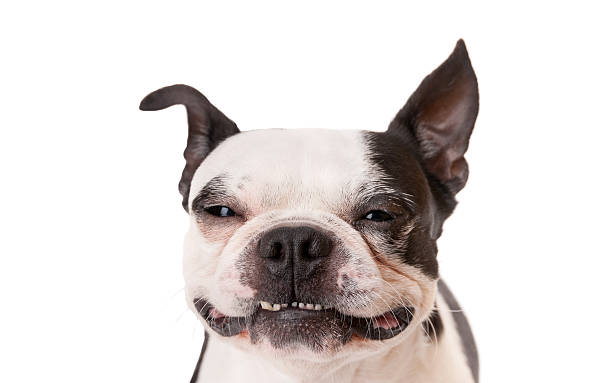 istock Sleepy Boston Terrier Dog on white background 467069435