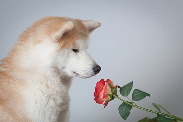 dog akita inu love valentine's day stock photo