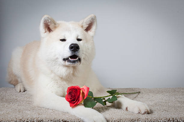 dog akita inu love valentine's day stock photo