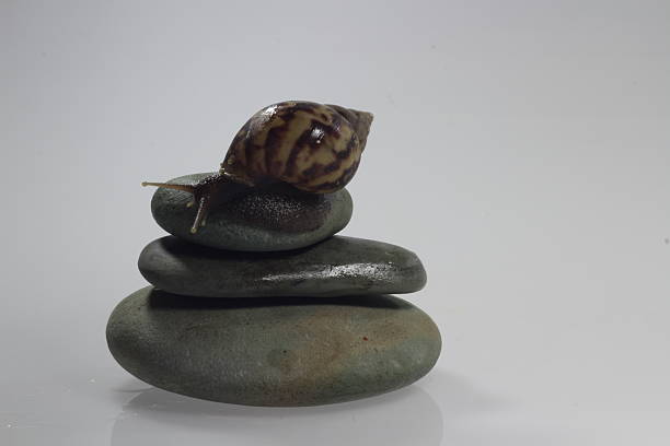 istock Spa still life with zen stone and snail 467069992