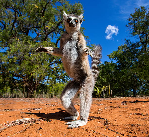 ring-tailed lemur in madagascar - madagaskar bildbanksfoton och bilder