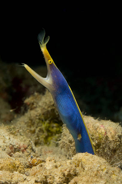 リボンイール - apo island ストックフォトと画像