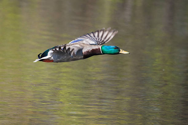 istock Male Mallard in flight 467071697