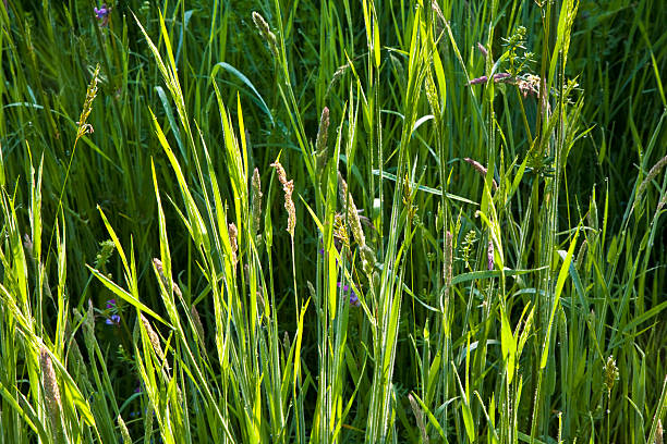 신선한 녹색 공장요 아침, dew - chlorophyll tranquil scene summer blade of grass 뉴스 사진 이미지