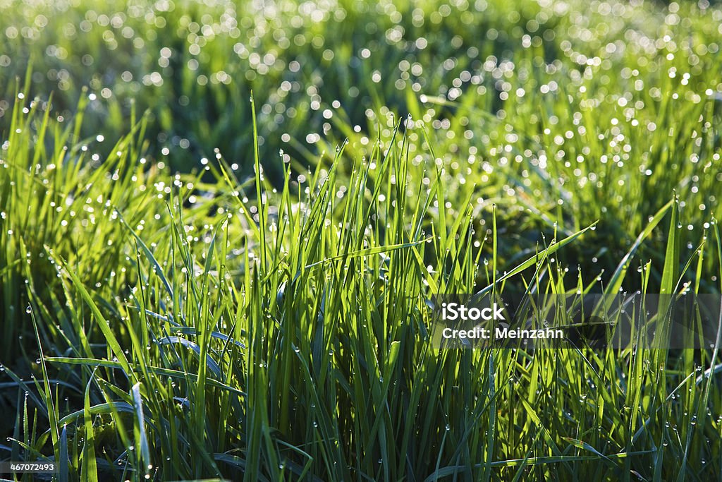 fresh grass with dew drops in the morning Agricultural Field Stock Photo