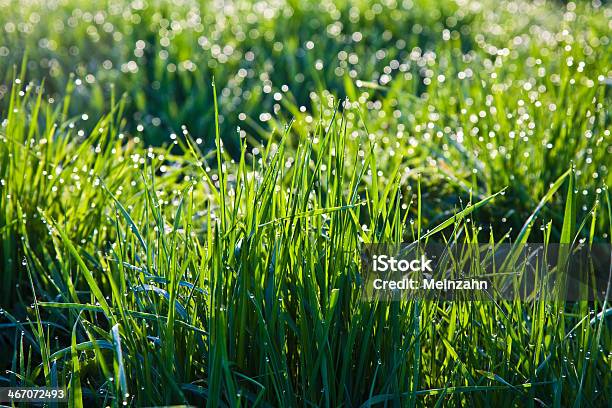 Fresh Grass With Dew Drops In The Morning Stock Photo - Download Image Now - Agricultural Field, Backgrounds, Dew