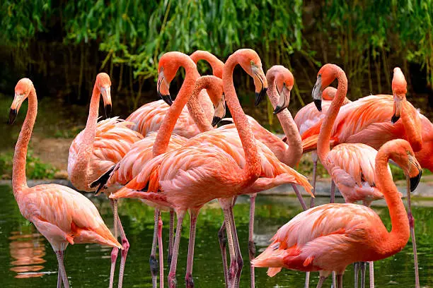 Group of red flamingos at the water, with green foliage in the background