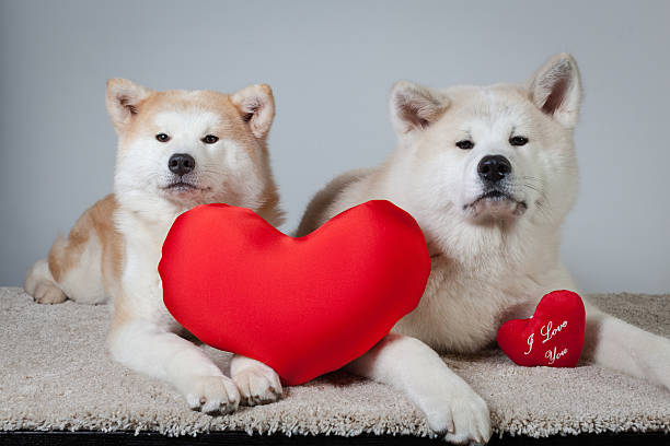 dog akita inu love valentine's day stock photo