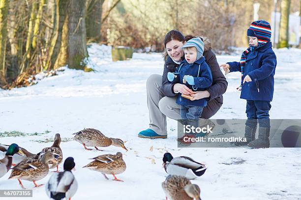 Mother And Two Little Siblings Boys Feeding Ducks In Winter Stock Photo - Download Image Now