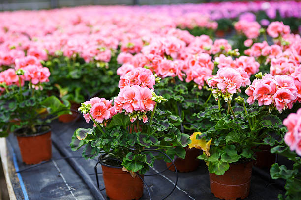 istock Greenhouse with blooming geranium flowers 467073157