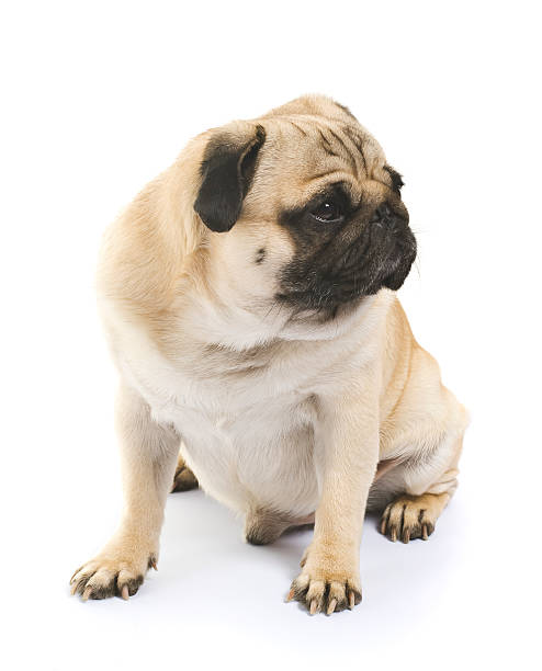 istock emotional Pug Close-up 467073283
