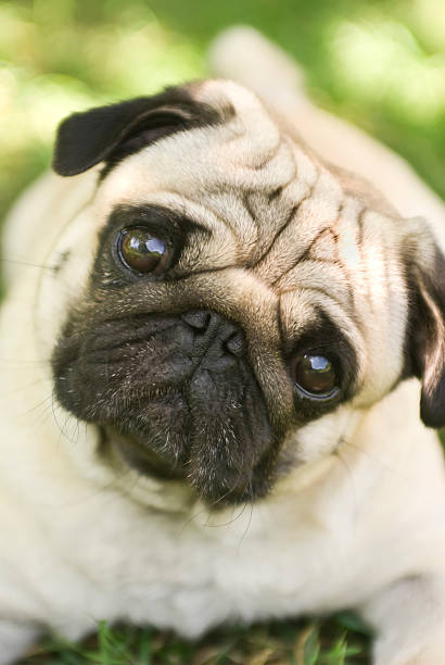 istock Close-up of Pug on the green grass 467073323