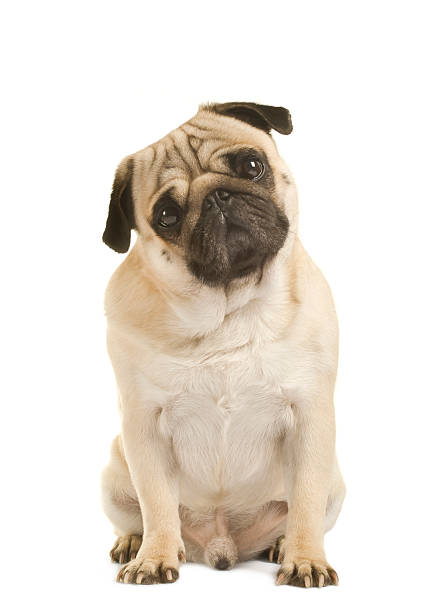 istock emotional Pug Close-up 467073381