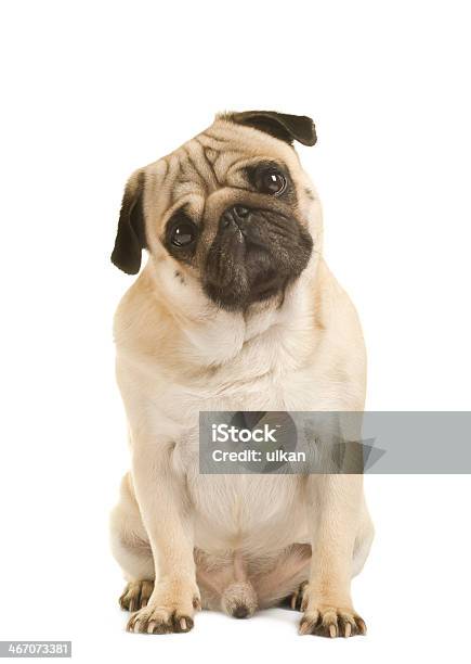 Emotional Pug Closeup Stock Photo - Download Image Now - Pug, Sadness, Animal