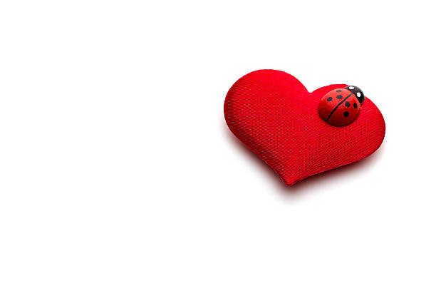 Hearts and ladybug for valentines day concept Hearts and ladybug for valentines day concept felt heart shape small red stock pictures, royalty-free photos & images