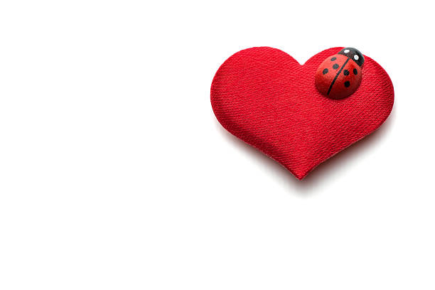 сердца и божья коровка на день святого валентина концепция - felt heart shape small red стоковые фото и изображения