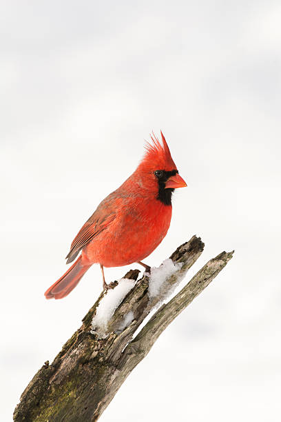 istock Northern cardinal in winter 467073694