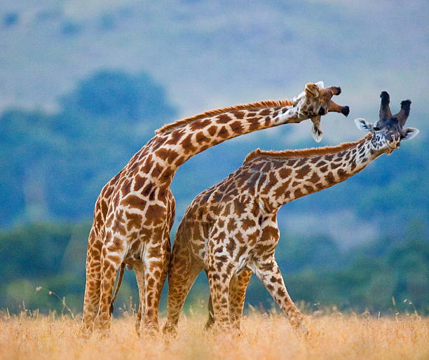 istock Fight between two male giraffes. 467073892