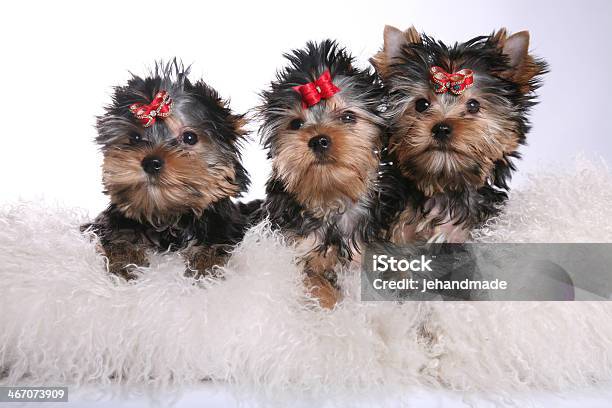 Foto de Três Jovens Filhotes De Yorkshire Terrier Em Travesseiros e mais fotos de stock de Cão