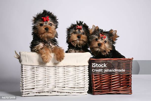 Three Young Yorkshire Terrier Puppies In Basket Stock Photo - Download Image Now - Animal, Animal Body Part, Animal Family