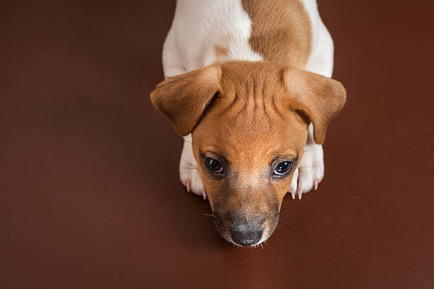 istock Jack Rassell terrier puppy 467073934