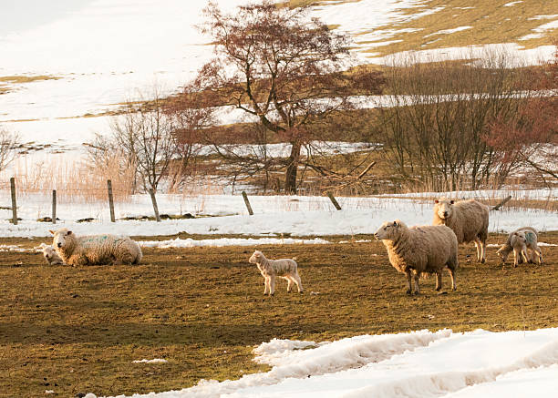 las ovejas y lambs en la nieve - livestock rural scene newborn animal ewe fotografías e imágenes de stock