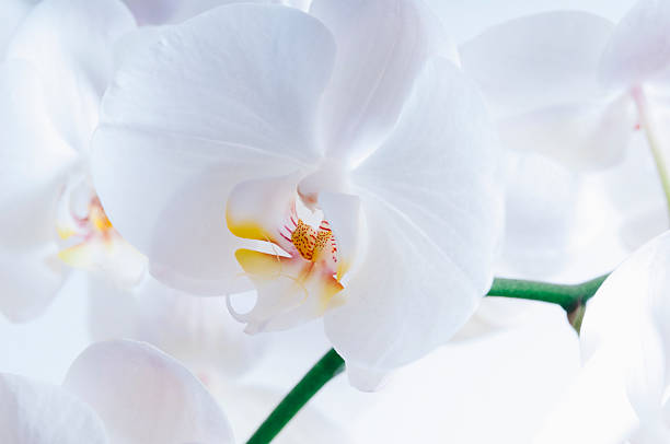 istock Background featuring a macro picture of a white orchid 467074342
