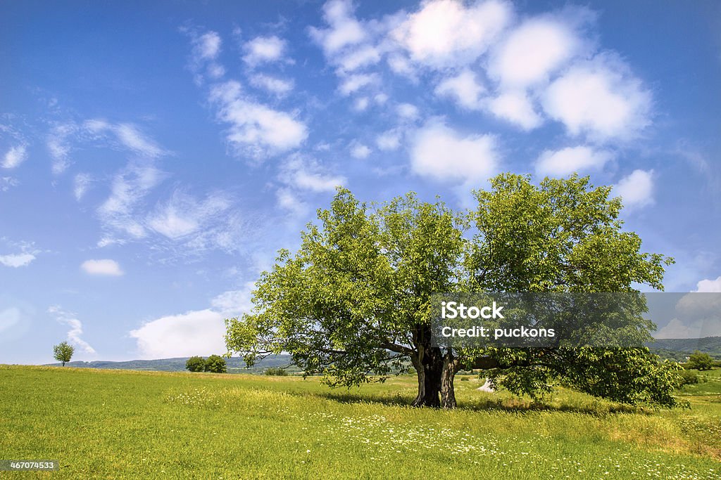 Mulberry árvore em campo verde - Royalty-free Amoreira Foto de stock