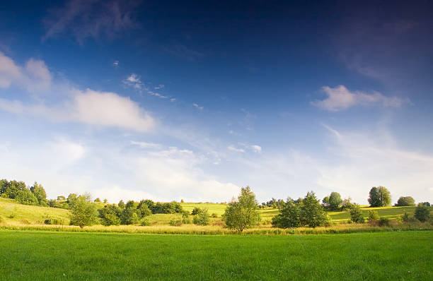 istock Blue sky over wild meadow with bush 467076654