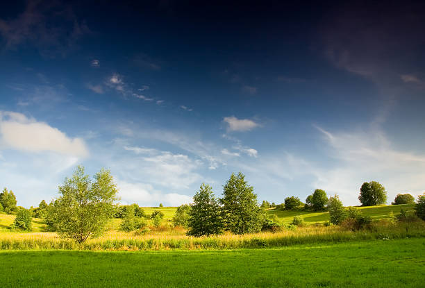 istock Blue sky over wild meadow with bush 467076656