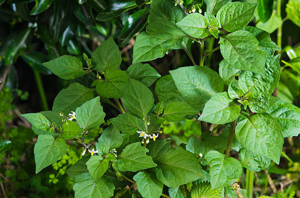 Solanum Nigrum Detail of a solanum nigrum plant solanum nigrum stock pictures, royalty-free photos & images