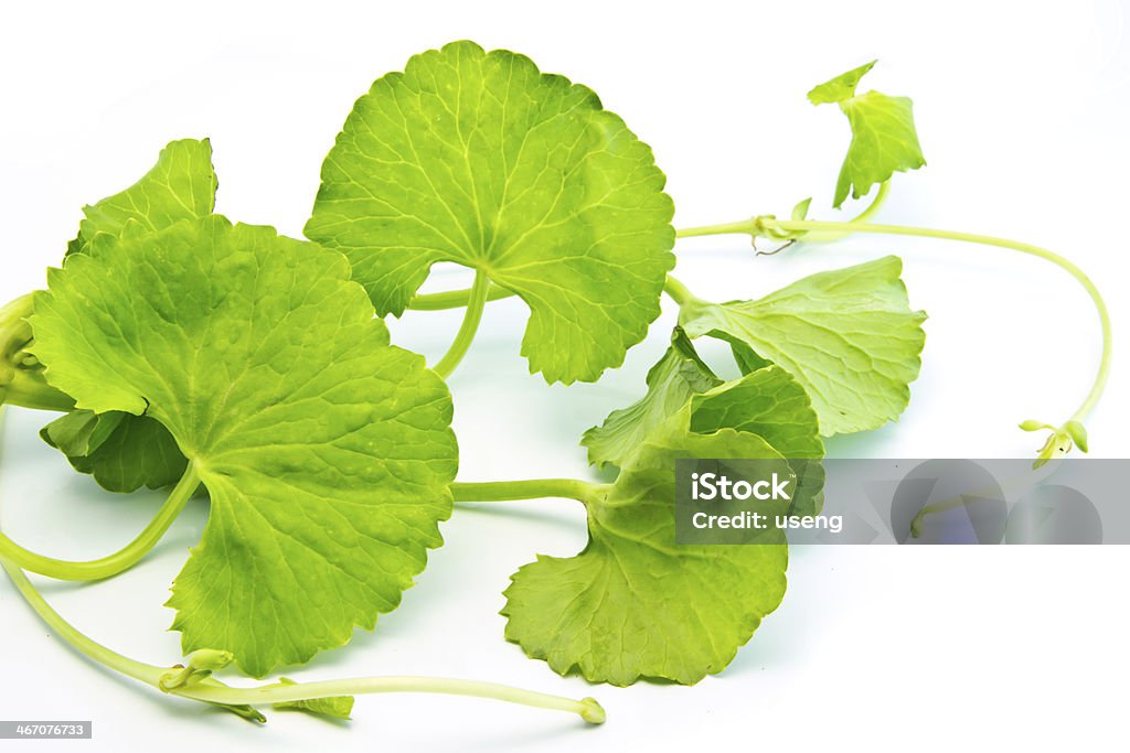 Thankuni foglie di erbe - Foto stock royalty-free di Acqua tonica