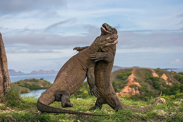 Two Komodo dragon fight with each other. stock photo
