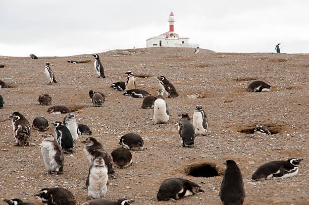 istock Magdalena Island - Chile 467077144