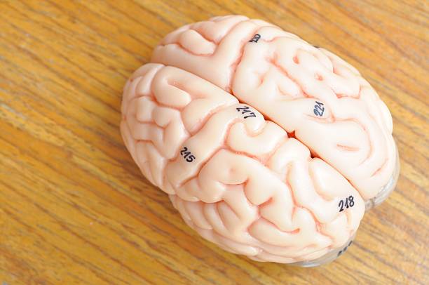istock human brain on wooden background 467077696